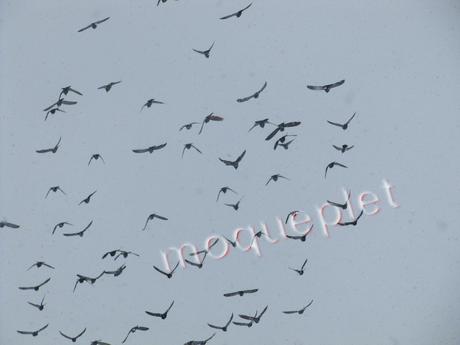 Canada - j'étais surveillée Canada - j'étais surveillée