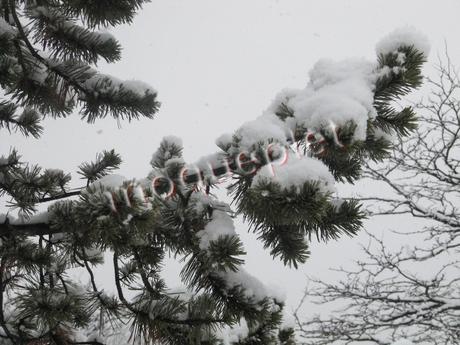 Canada - j'étais surveillée Canada - j'étais surveillée