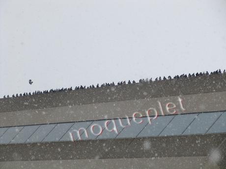 Canada - j'étais surveillée Canada - j'étais surveillée