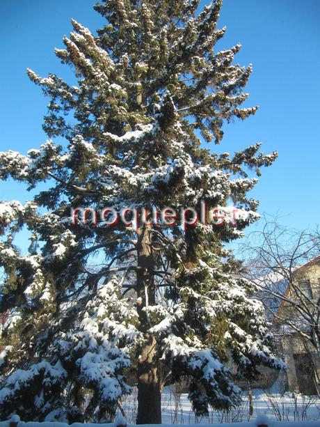 Canada - j'étais surveillée Canada - j'étais surveillée