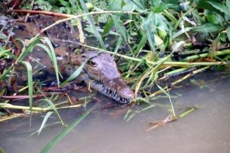 Que faire en Jamaique ? Voir des crocodiles Que faire en Jamaique ? Voir des crocodiles