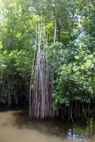 Que faire en Jamaique ? Découvrir la Mangrove Que faire en Jamaique ? Découvrir la Mangrove