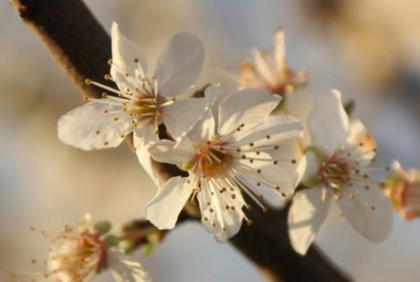 2 prunus cerasifera ecuelles 23 fev 2016 014 (7).jpg