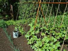 semis d’été jardin potager