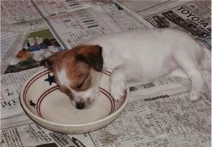 eating-is-exhausting4