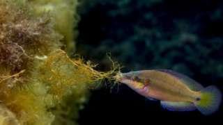 L'acidification des océans et son impact sur la reproduction des poissons