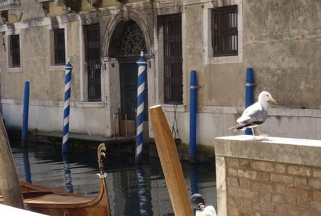 Venise mouette canal
