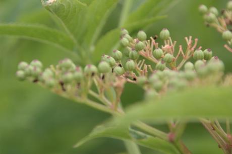 Une longue haie de yèble 11 ebulus varennes 2 août 2016 014.jpg