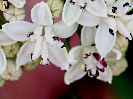 Une longue haie de yèble 7 ebulus 2 fleurs p 27 juin 2010 009.jpg