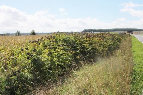 Une longue haie de yèble 12 ebulus varennes 18 sept 2015 002.jpg