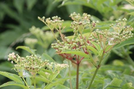 Une longue haie de yèble 9 ebulus varennes 2 août 2016 016.jpg