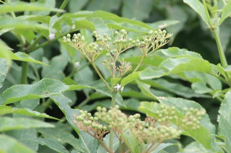 Une longue haie de yèble 10 ebulus varennes 2 août 2016 015.jpg