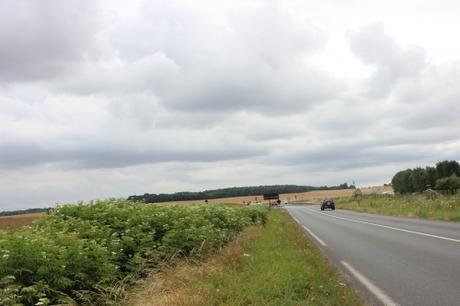 Une longue haie de yèble 1 ebulus varennes 2 août 2016 008.jpg