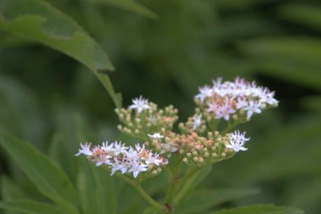 Une longue haie de yèble 4 ebulus varennes 2 août 2016 010.jpg