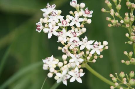 Une longue haie de yèble 5 ebulus varennes 17 juil 022.jpg