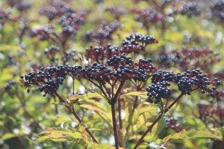 Une longue haie de yèble 14 ebulus varennes 18 sept 2015 003.jpg