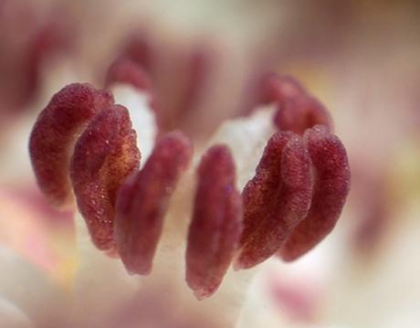 Une longue haie de yèble 8 ebulus étamines.jpg