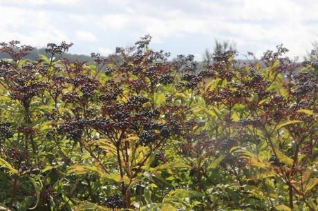 Une longue haie de yèble 13 ebulus varennes 18 sept 2015 004.jpg