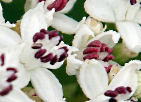 Une longue haie de yèble 6 ebulus et p 27 juin 035.jpg