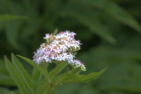 Une longue haie de yèble 3 ebulus varennes 2 août 2016 017.jpg