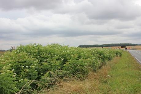 Une longue haie de yèble 2 ebulus varennes 2 août 2016 009.jpg