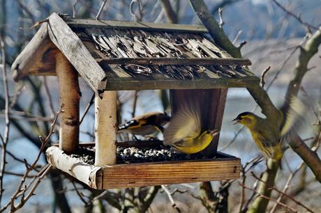 cabane oiseaux Entretenir son jardin pendant l’été.
