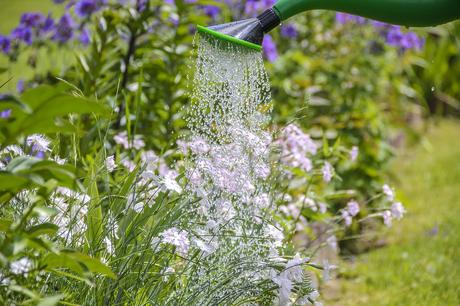 fleurs Entretenir son jardin pendant l’été.