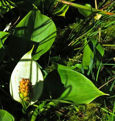 Calla des marais (Calla palustris)