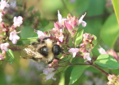 origanum 26 juillet 2013 035.jpg