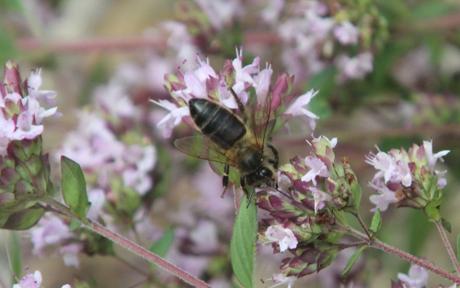 origanum romi 21 juillet 2013 013 (3).jpg