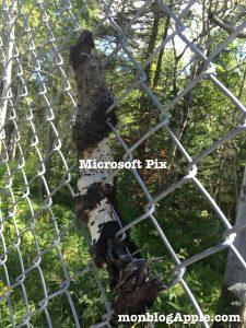 Review Microsoft Pix pour iPhone et iPad Review Microsoft Pix pour iPhone et iPad