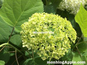 Review Microsoft Pix pour iPhone et iPad Review Microsoft Pix pour iPhone et iPad