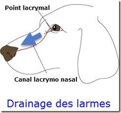 drainage_larmes