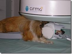 Les tremblements chez le chien : définitions et liste des causes . Les tremblements chez le chien : définitions et liste des causes .