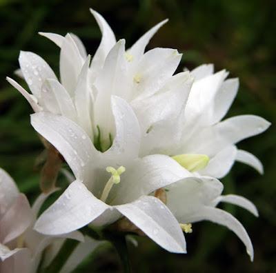 Campanule agglomérée (Campanula glomerata)