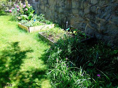 Masala d'oignons verts Masala d'oignons verts