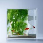 waterscape-hakura-misawa-aquarium-blog-espritdesign-13