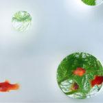 waterscape-hakura-misawa-aquarium-blog-espritdesign-14