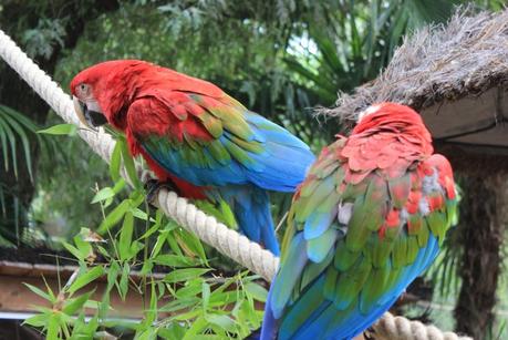 Le Zoo de la Flèche entre amis c’est chouette ! Zoo de la Flèche