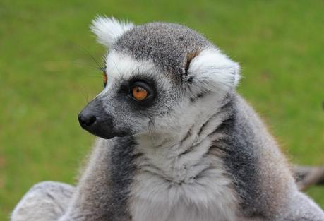 Le Zoo de la Flèche entre amis c’est chouette ! Zoo de la Flèche