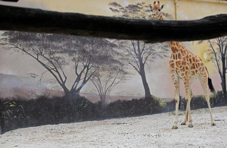 Le Zoo de la Flèche entre amis c’est chouette ! Zoo de la Flèche