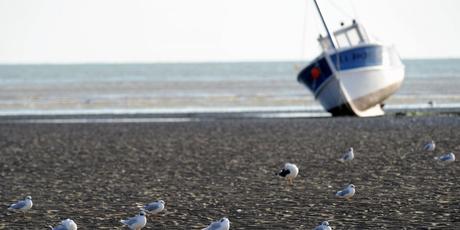 Aytré (17) : mouettes et pollution de l'eau, que sait-on exactement ? « La présence de cette espèce chez nous est rare. Il s’agit là d’un gros dortoir », confie Julien Gonin de la Ligue pour la protection des oiseaux.