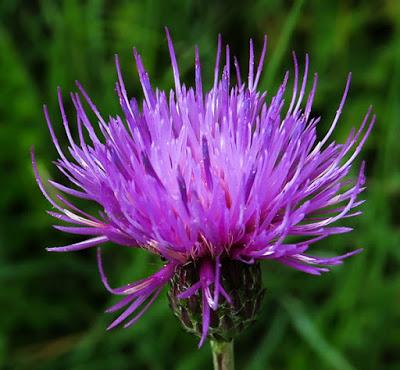 Cirse tubéreux (Cirsium tuberosum)