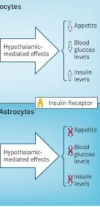 OBÉSITÉ: Les astrocytes en cause dans l'addiction au sucre – Cell