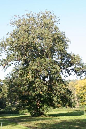 13 pterocarya x rehderiana 7 oct 003.jpg