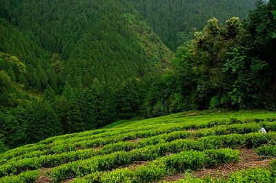 Kama-iri cha des montagnes de Tosa Kama-iri cha des montagnes de Tosa