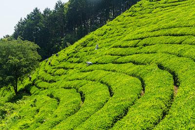 Kama-iri cha des montagnes de Tosa Kama-iri cha des montagnes de Tosa