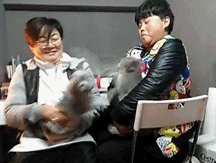 Rien de tel qu’une bonne milice gifa lolcat fight