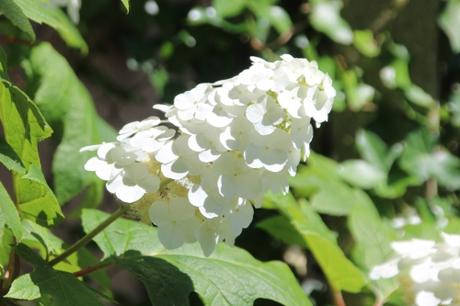 2 hydrangea quercifolia veneux 9 juil 2016 014.jpg