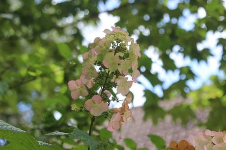 5 hydrangea quercifolia veneux 20 août 2016 011.jpg